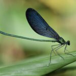 <b>台灣蜻蜓名錄 Checklist of Dragonflies of Taiwan</b>