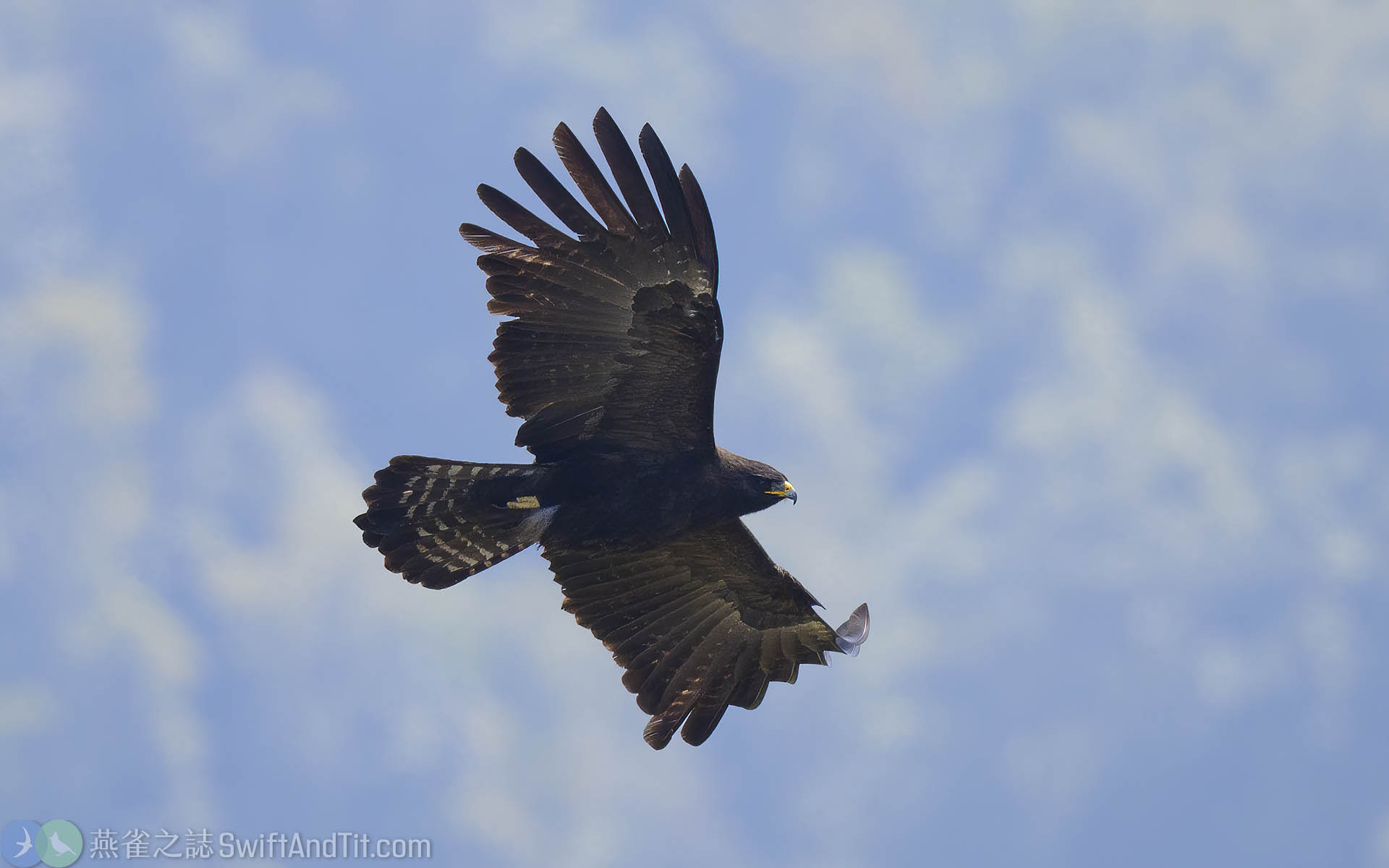 林鵰 Black Eagle