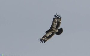 花鵰 Greater Spotted Eagle