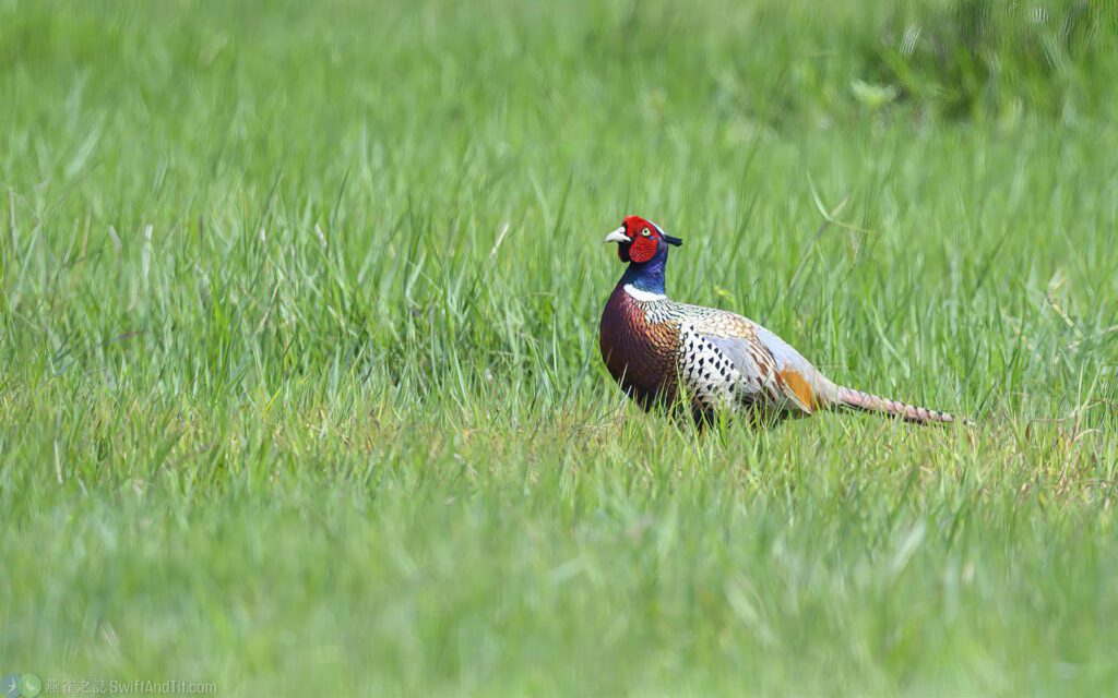 環頸雉 ring-necked-pheasant