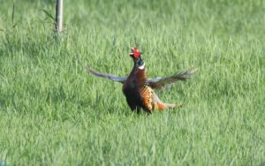環頸雉 ring-necked pheasant
