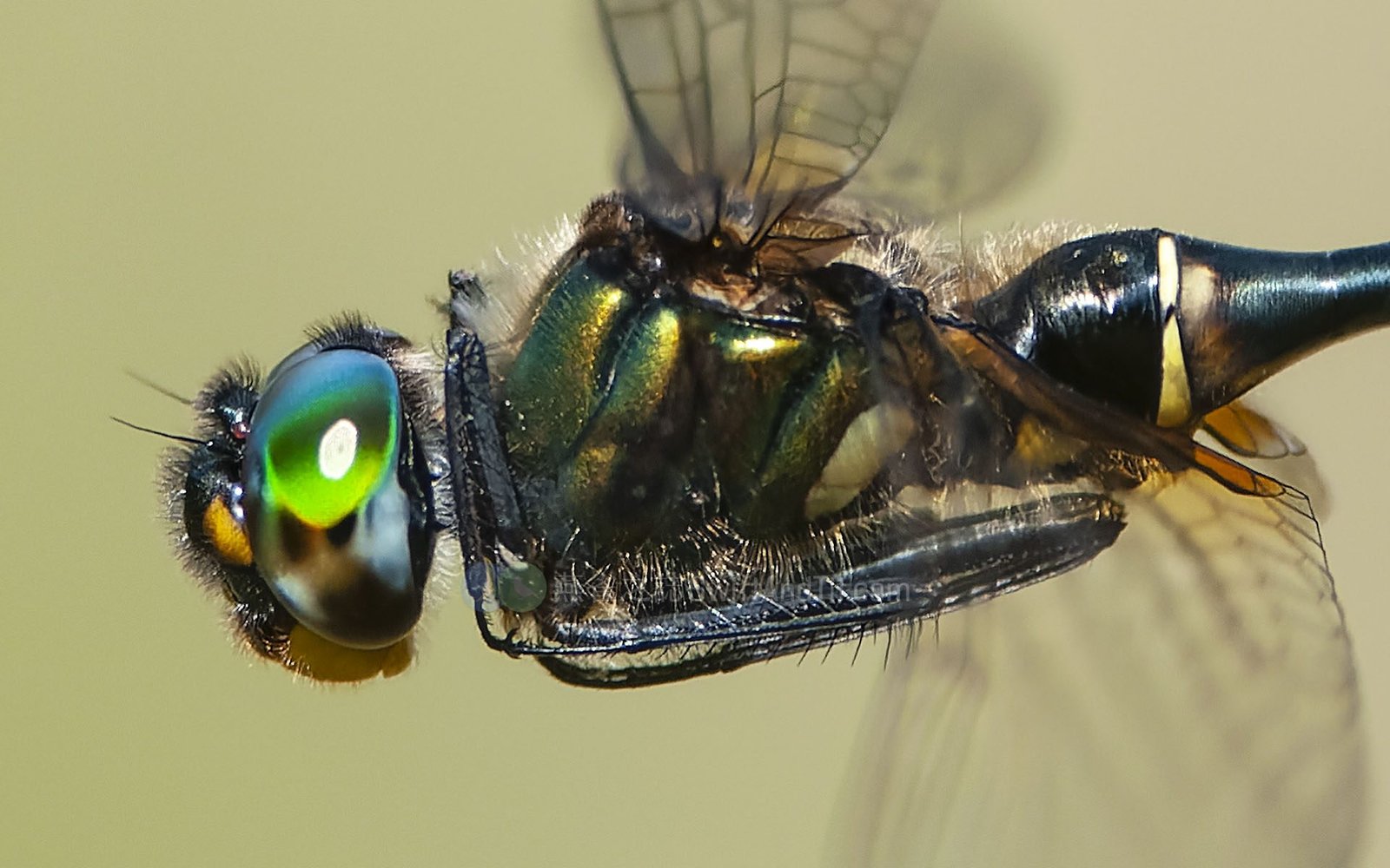 臺灣弓蜓 Somatochlora taiwana