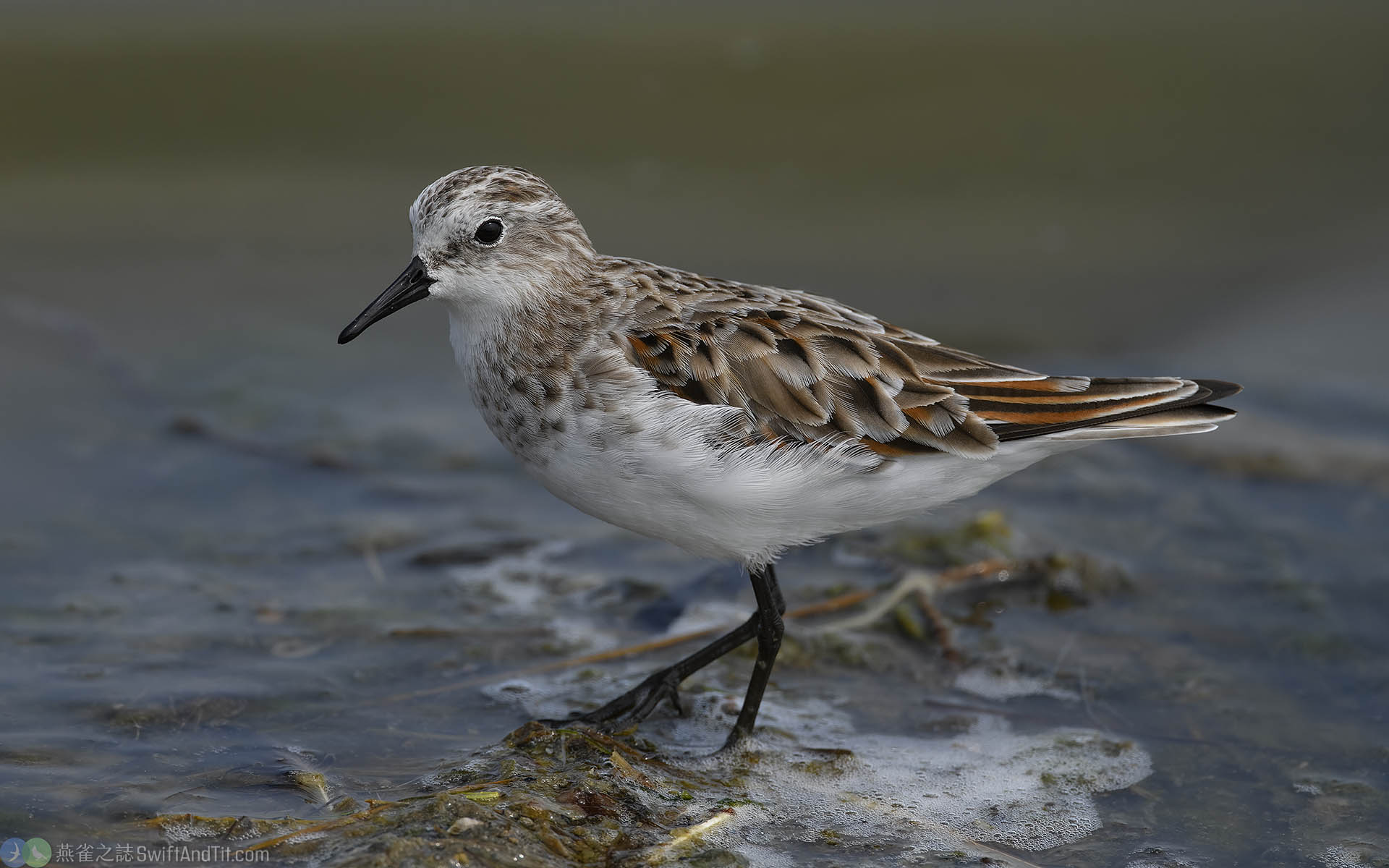 小濱鷸 Little Stint