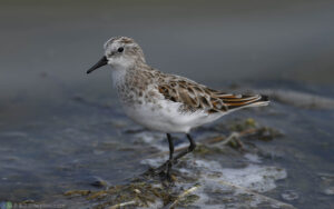 小濱鷸 Little Stint