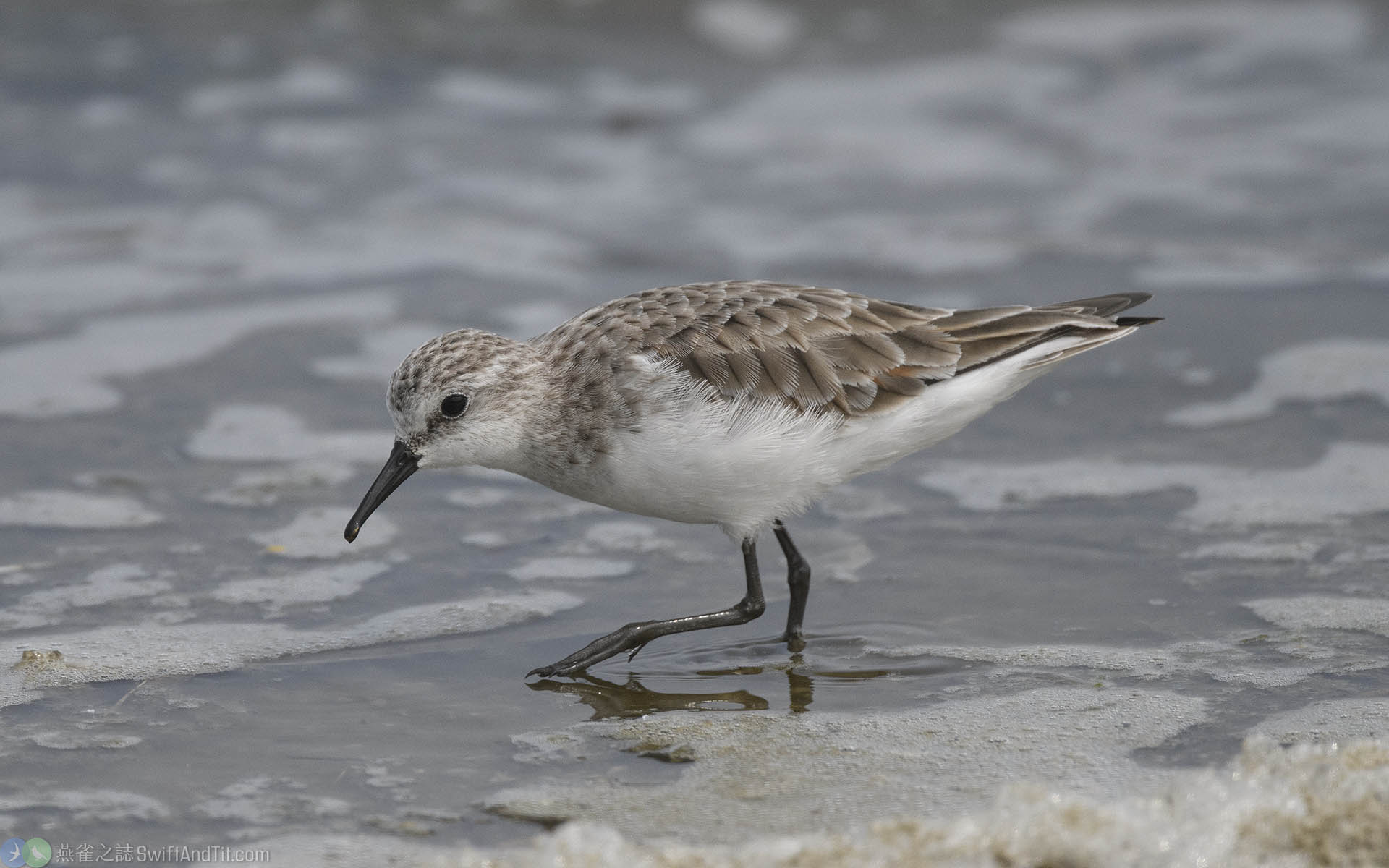 小濱鷸 Little Stint