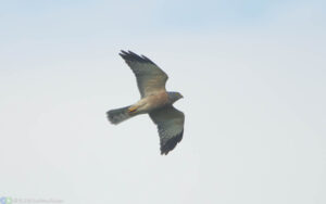 赤腹鷹 Chinese Sparrowhawk 雌成鳥