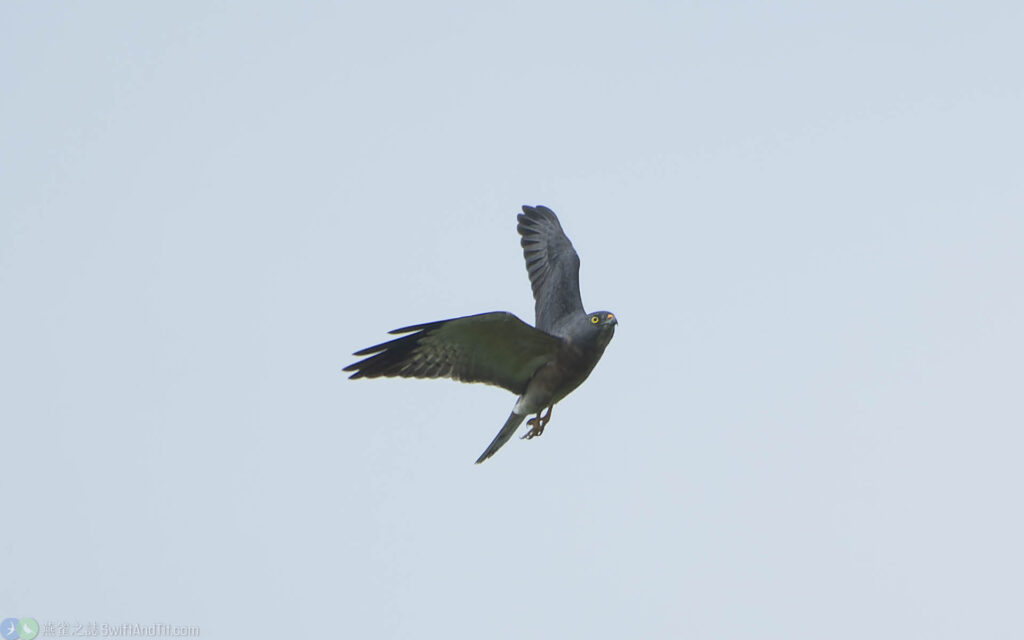 赤腹鷹 Chinese Sparrowhawk