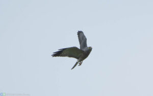 赤腹鷹 Chinese Sparrowhawk
