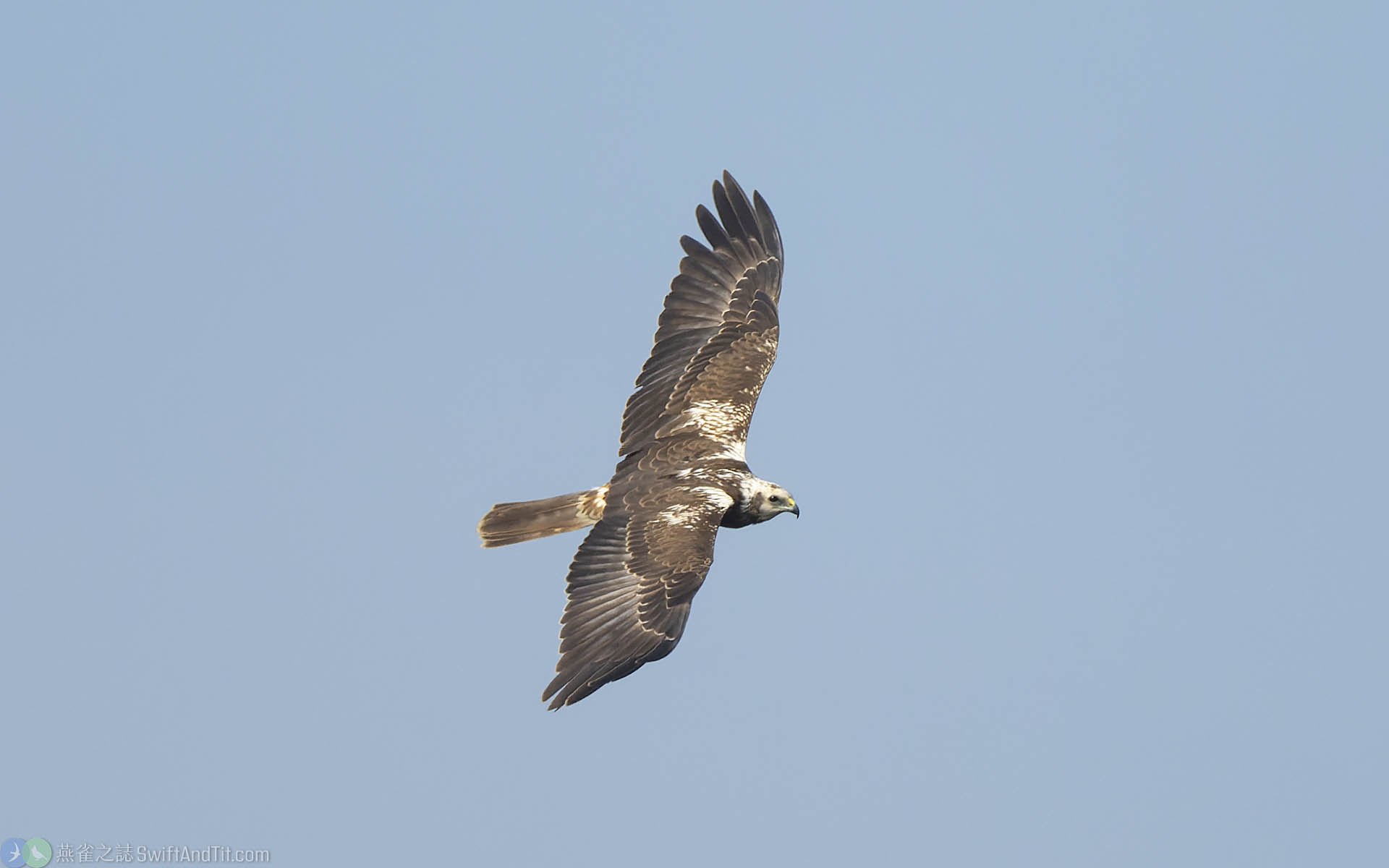 東方澤鵟 Eastern Marsh Harrier 幼鳥