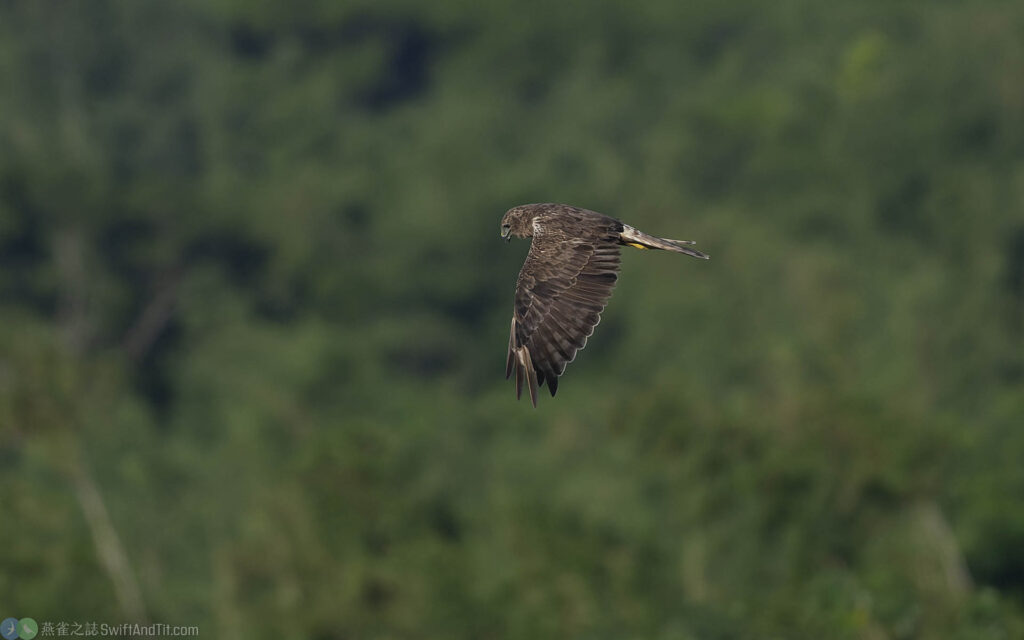 東方澤鵟 Eastern Marsh Harrier 幼鳥
