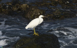 岩鷺 (白色型) Pacific Reef-heron (White Morph)