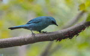銅藍鶲 verditer flycatcher (male)