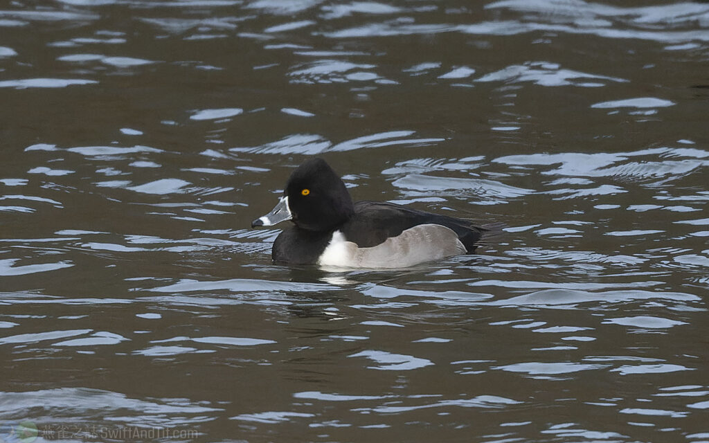 環頸潛鴨 Ring-necked Duck