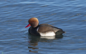 赤嘴潛鴨 Red-crested Pochard