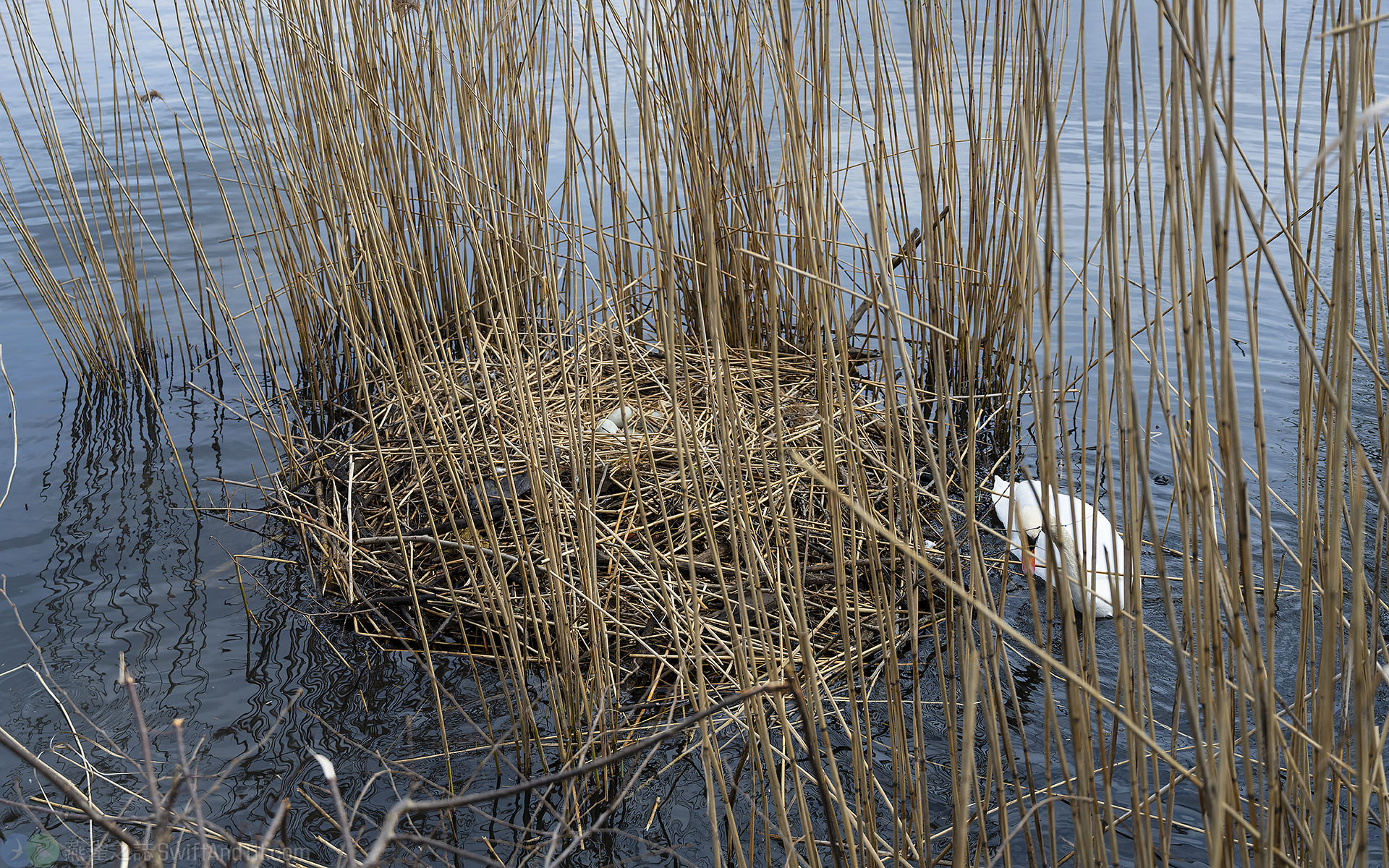 疣鼻天鵝的巢 Nest of Mute Swan