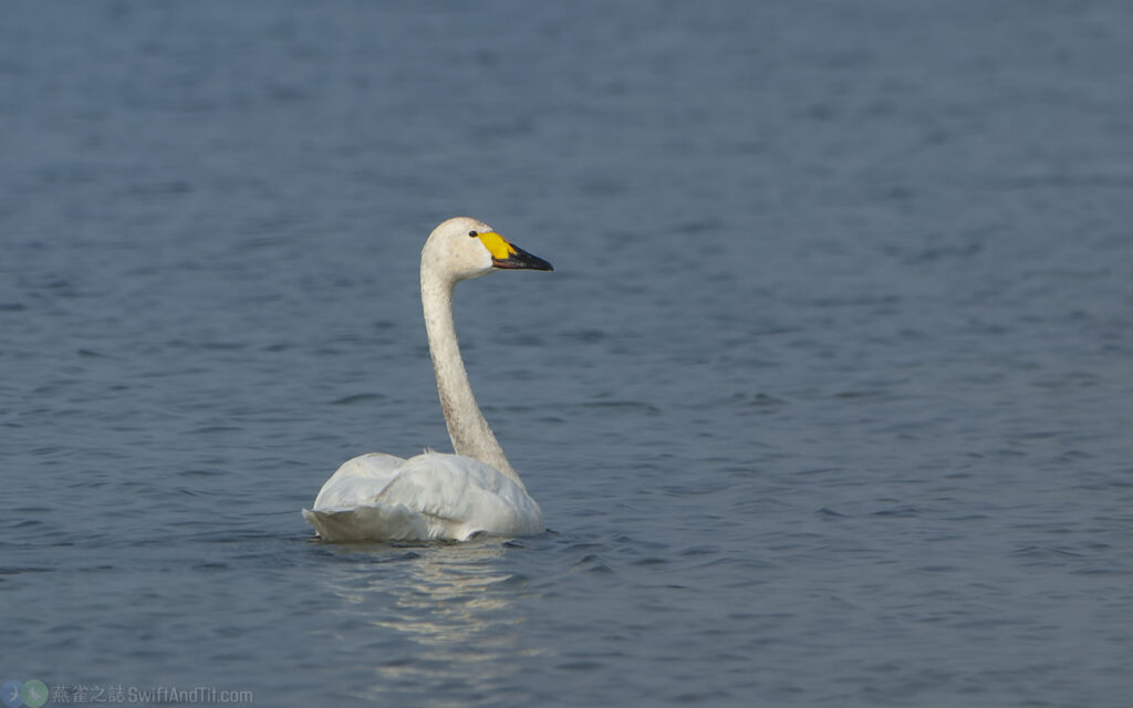 小天鵝 Bewick's Swan