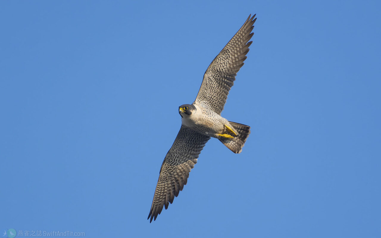遊隼 Peregrine Falcon | 燕雀之誌