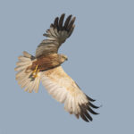西方澤鵟 Eurasian Marsh-Harrier 雄鳥 Male Adult