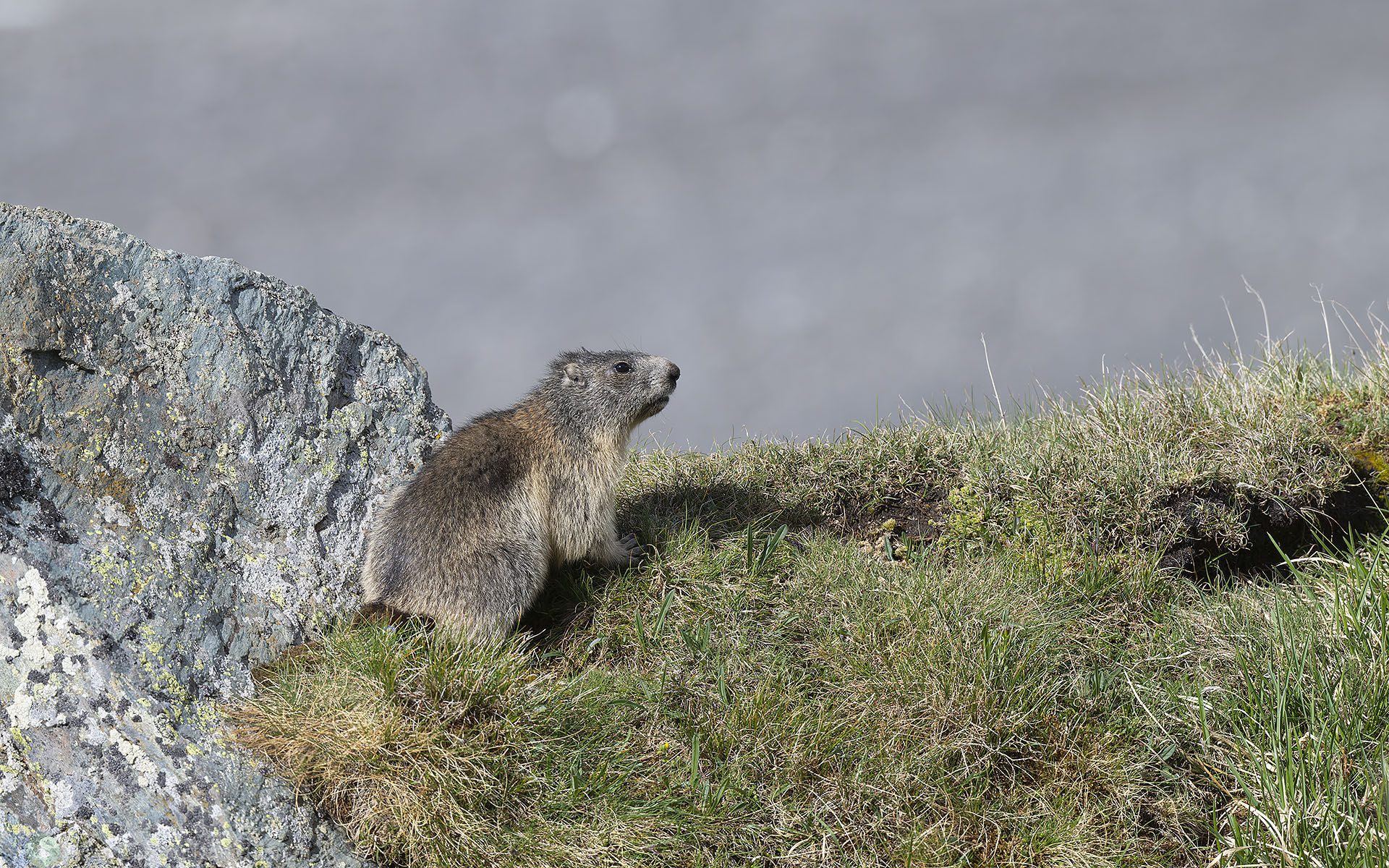 alpine-marmot