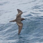 穴鳥 Bulwer's Petrel