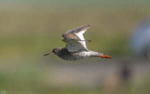 赤足鷸 Common Redshank