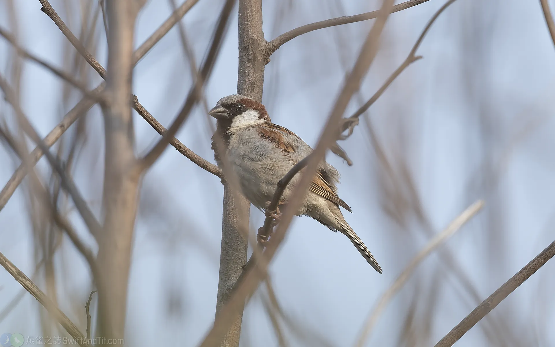 家麻雀 House Sparrow