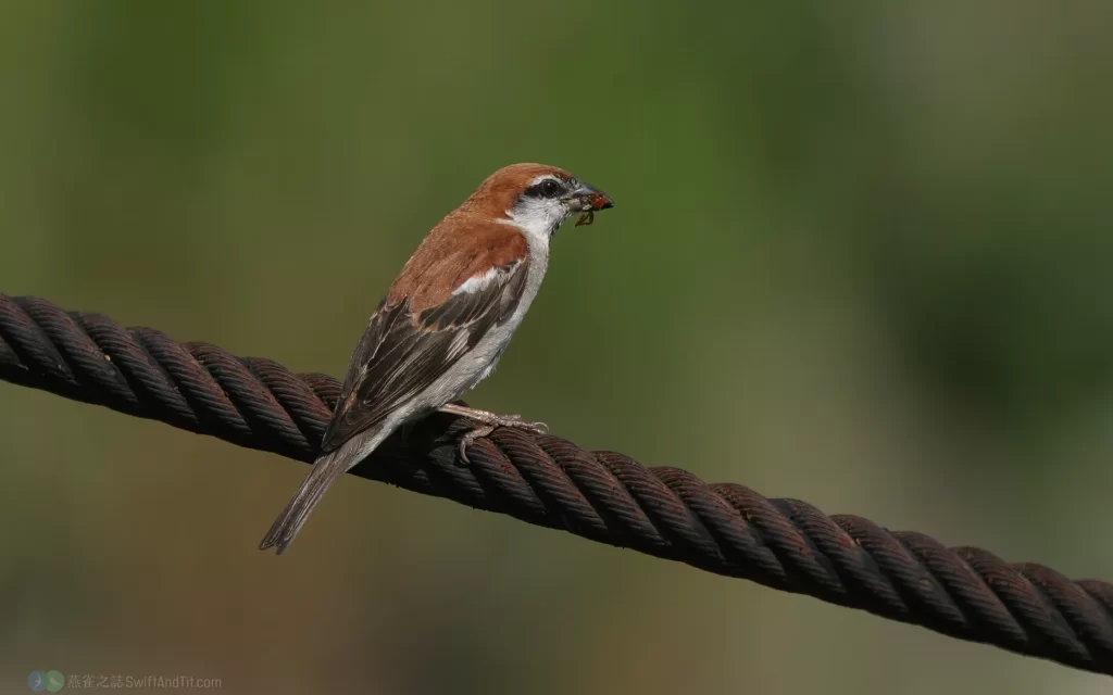 山麻雀 Russet Sparrow 雄鳥