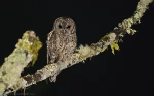 東方灰林鴞 Himalayan Owl