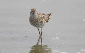 尖尾濱鷸 Sharp-tailed Sandpiper