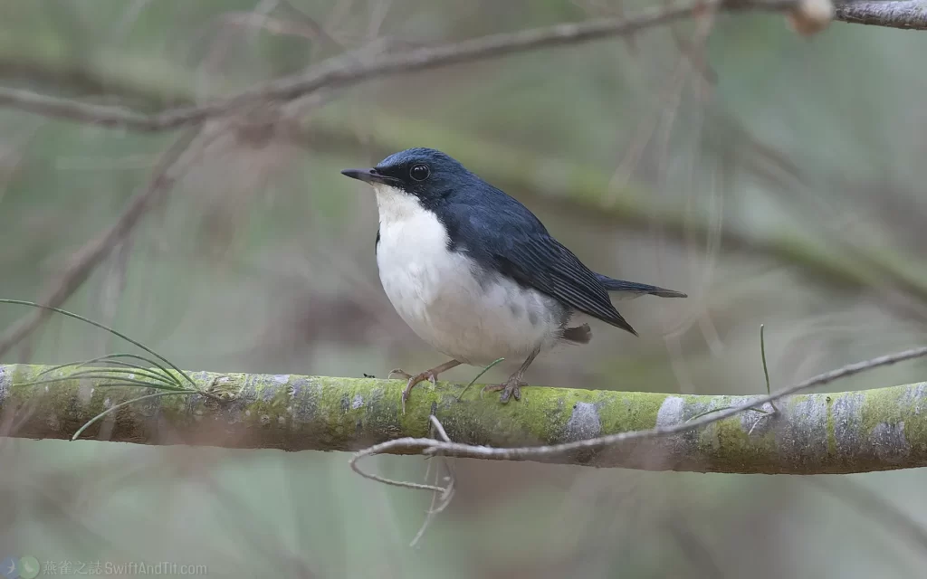 藍歌鴝 Siberian Blue Robin