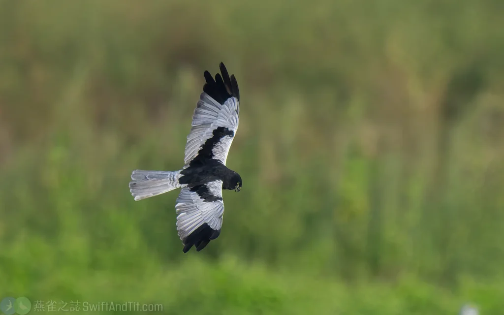 花澤鵟 Pied Harrier 雄鳥 Male