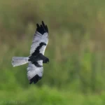 花澤鵟 Pied Harrier 雄鳥 Male