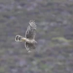 灰澤鵟 雌鳥 Hen Harrier Female