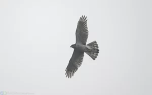 蒼鷹雄鳥 Northern Goshawk Male