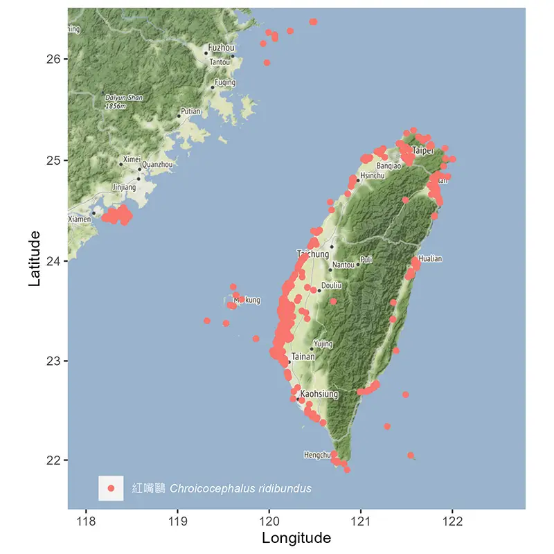 紅嘴鷗 Black-headed Gull 台灣分布地圖