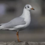 紅嘴鷗 Black-headed Gull 成鳥非繁殖羽 Adult non-breeding