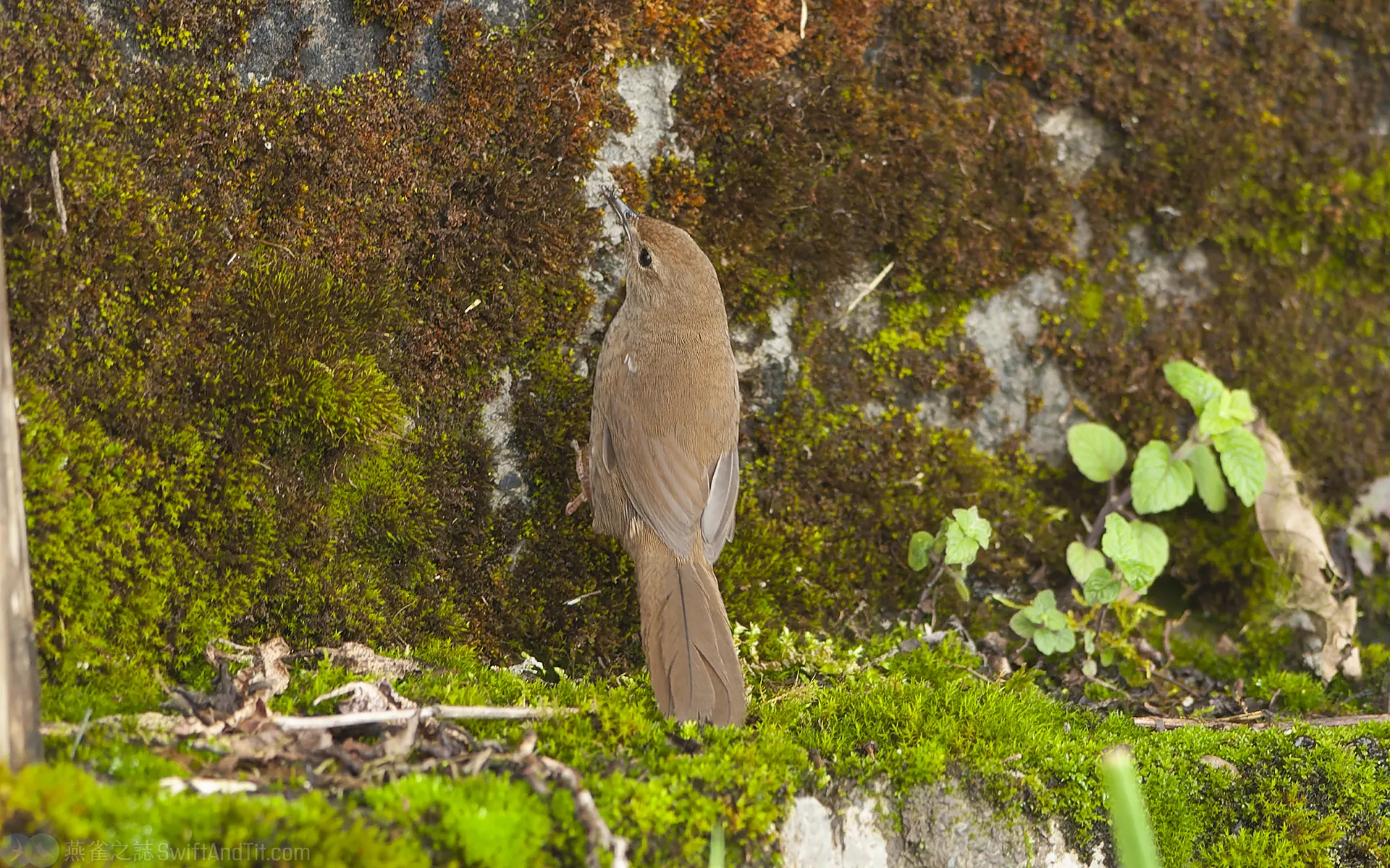 台灣叢樹鶯 Taiwan Bush Warbler