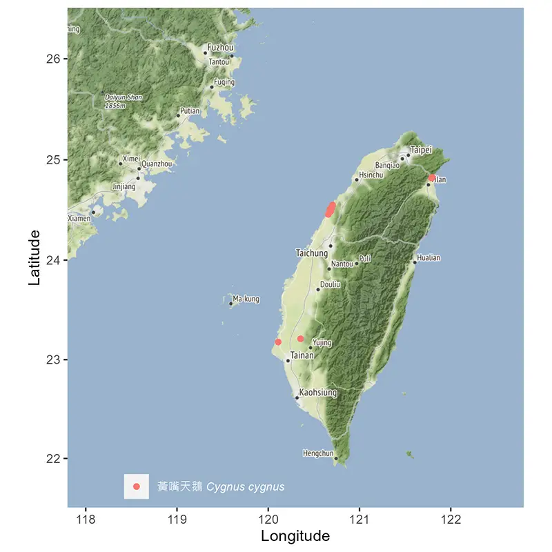 黃嘴天鵝 台灣分布地圖