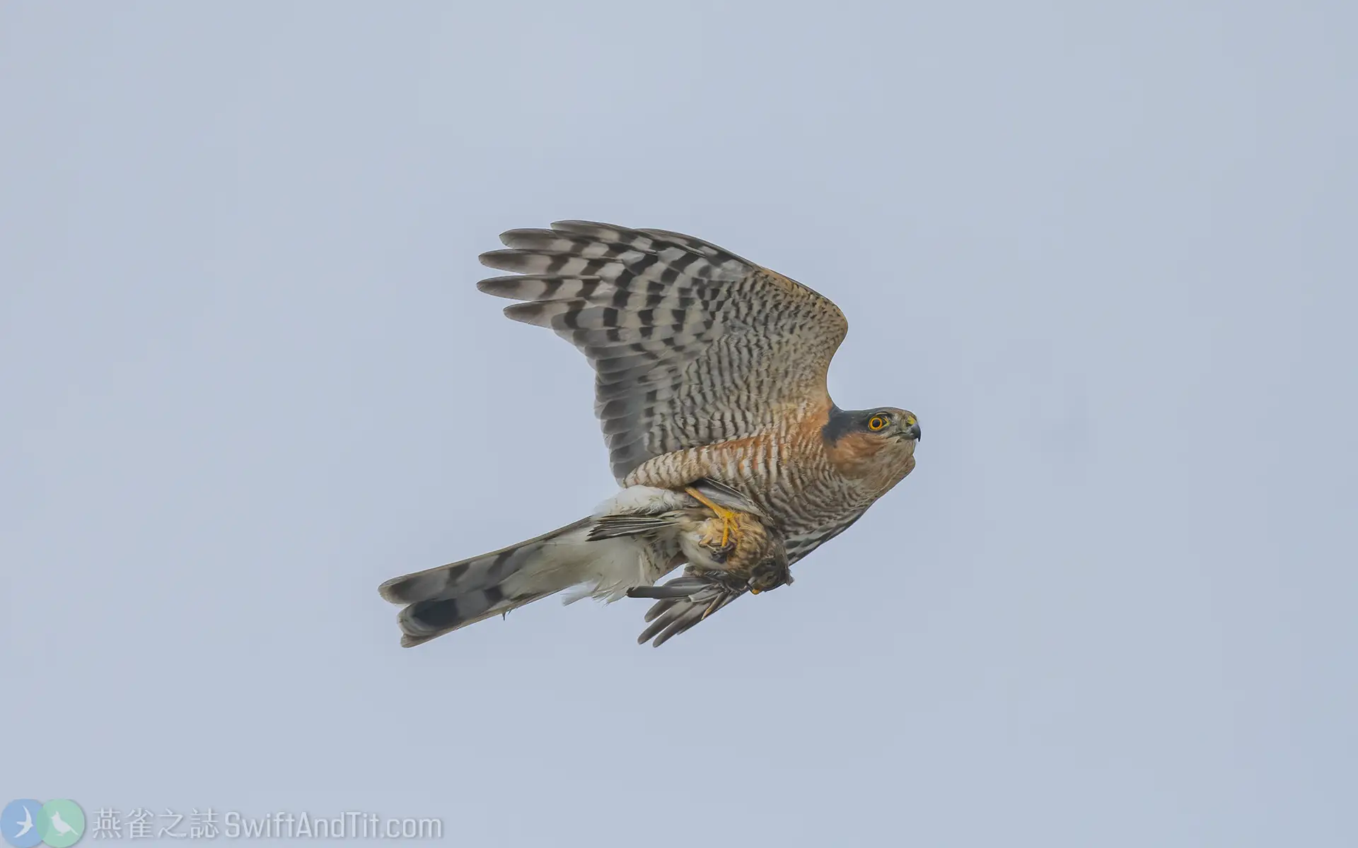 北雀鷹 Eurasian Sparrowhawk