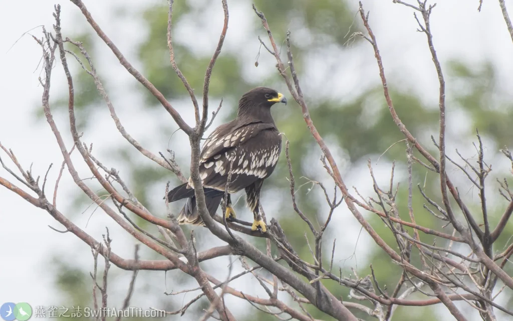 花鵰幼鳥停棲 Greater Spotted Eagle Juvenile