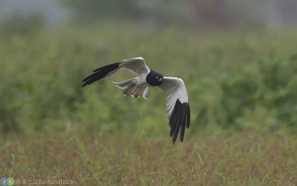 花澤鵟 Pied Harrier 雄鳥 Male