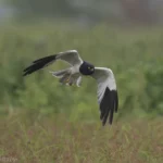 花澤鵟 Pied Harrier 雄鳥 Male