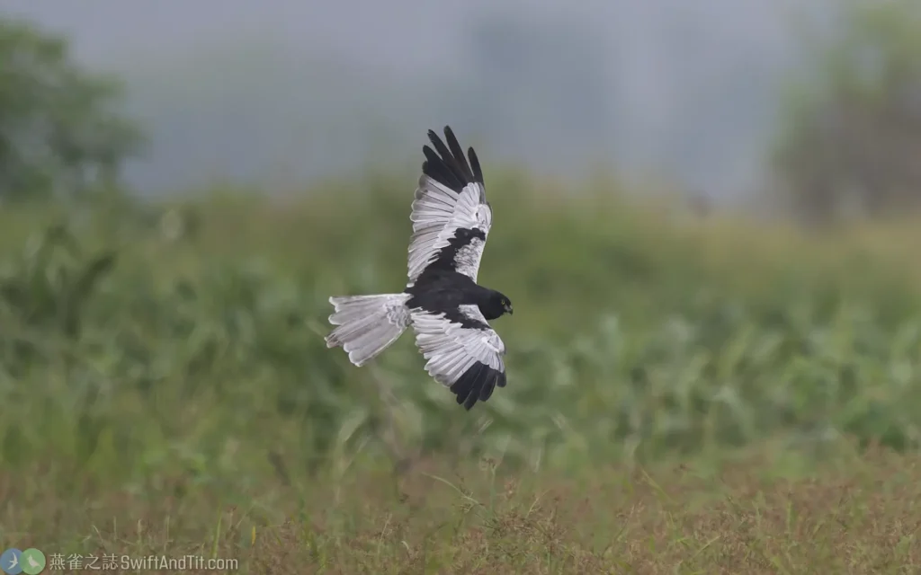 花澤鵟 Pied Harrier 雄鳥 Male