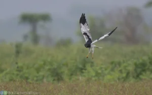 花澤鵟 Pied Harrier 雄鳥 Male