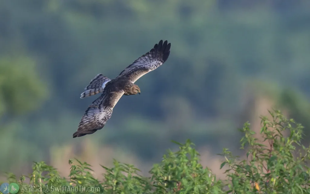 花澤鵟 Pied Harrier 雌鳥 Female