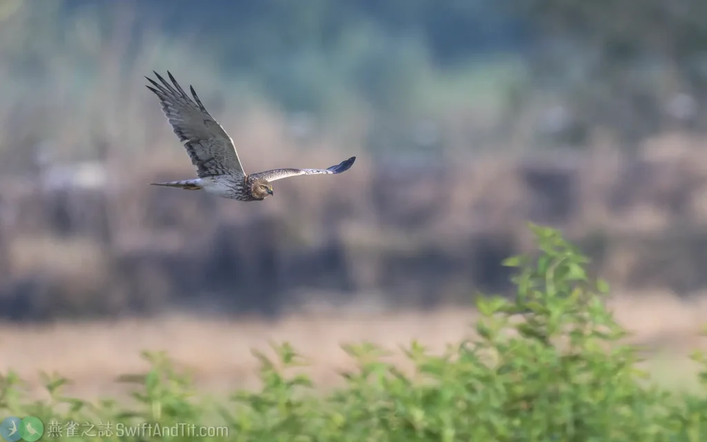 花澤鵟 Pied Harrier 雌鳥 Female