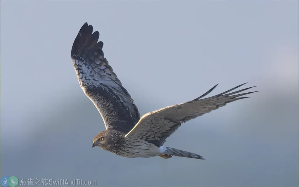 花澤鵟 Pied Harrier 雌鳥 Female