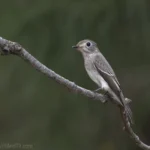 寛嘴鶲 Asian Brown Flycatcher