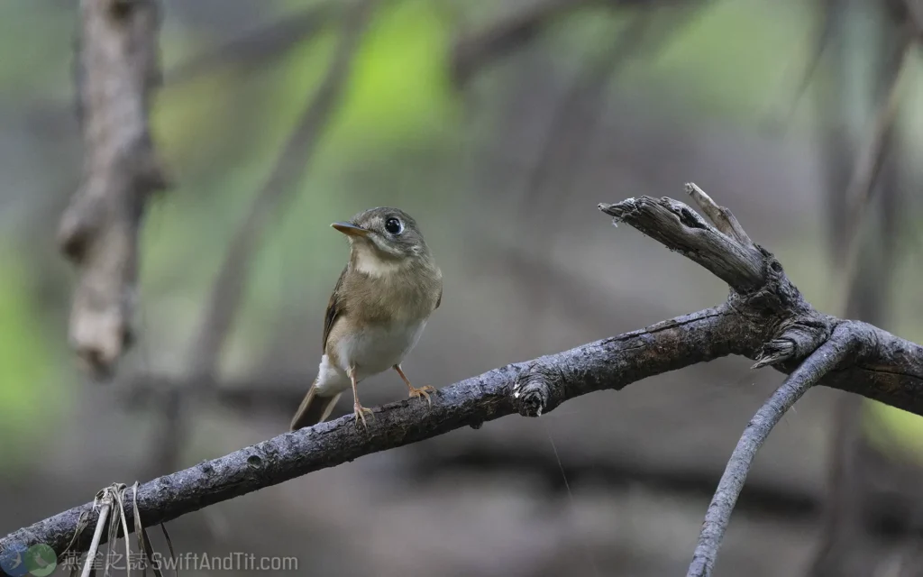 褐胸鶲 Brown-breasted Flycatcher