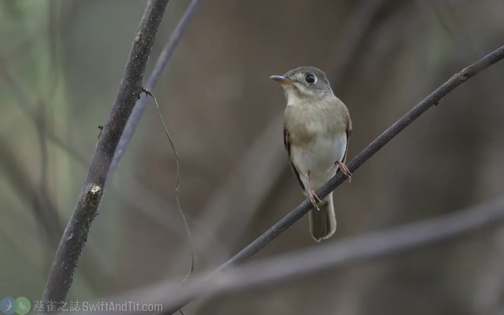 褐胸鶲 Brown-breasted Flycatcher